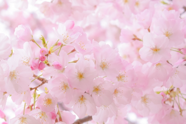 🌸桜の願い香 おあつらえ